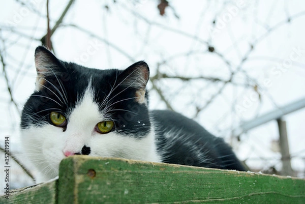 Obraz Black and white cat looks at the camera, being in outdoor winter.