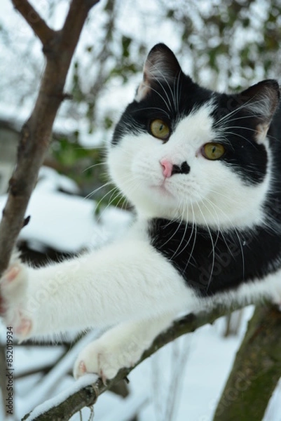 Obraz Black and white cat looks at the camera, being in outdoor winter.