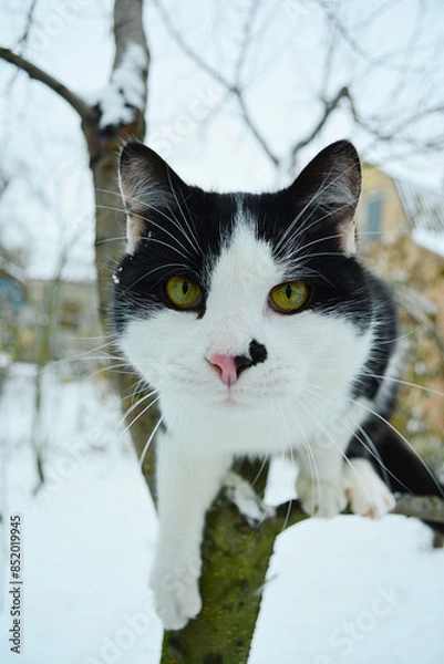 Obraz Black and white cat looks at the camera, being in outdoor winter.