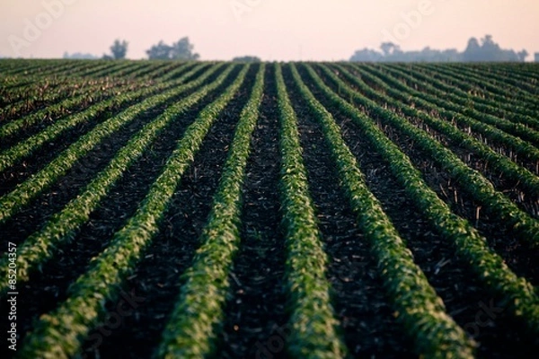 Fototapeta Soybean Field growing