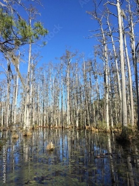 Fototapeta cypress trees in a swamp