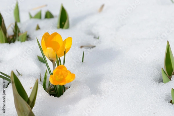 Obraz Snowdrops Crocus Flowers w odwilży śniegu