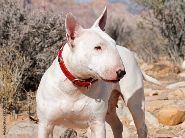 Obraz White bull terrier posing in the desert with a egg head profile