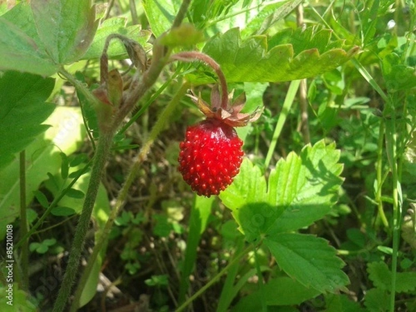 Obraz Wild strawberry