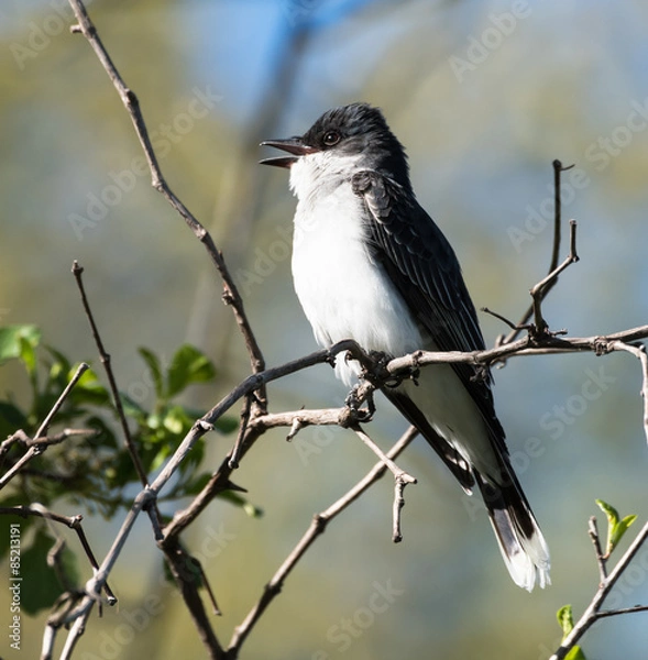 Obraz Eastern Kingbird