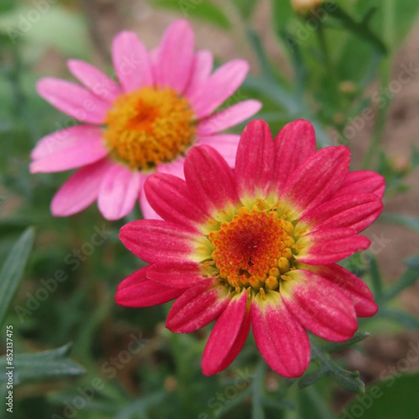 Fototapeta 日本で六月にマーガレットがピンク色の花を咲かせています
