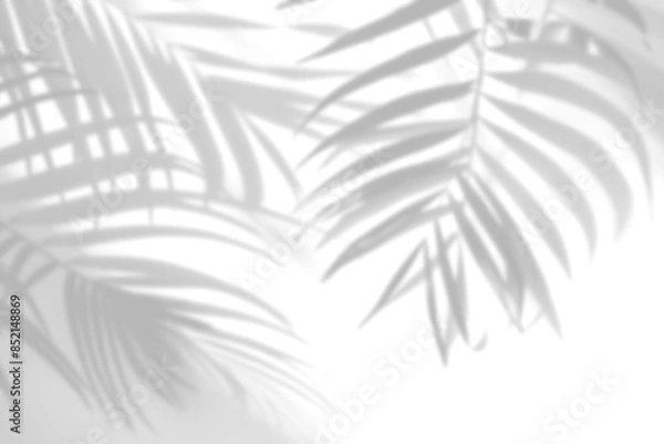 Fototapeta Shadows of tropical palm leaves coming through the window projected on a white wall.