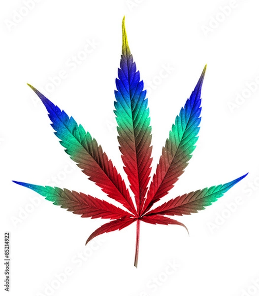 Fototapeta colorful cannabis leaf isolated on white