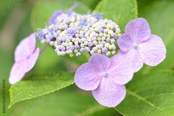 Fototapeta あじさい