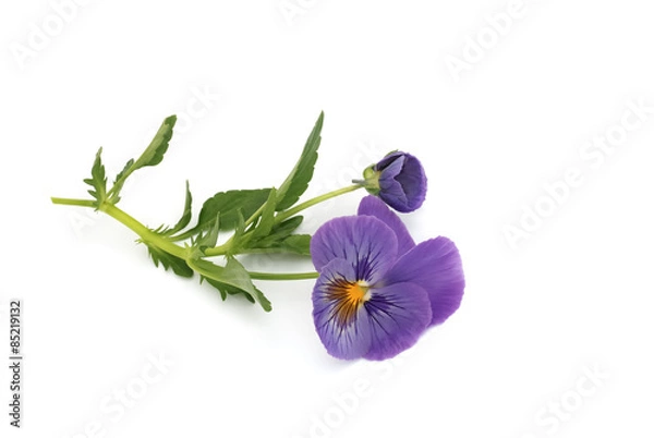 Obraz Stiefmütterchen