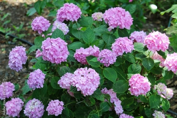 Fototapeta 新緑の頃　風情ある紫陽花の花