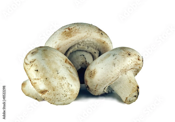 Fototapeta Champignons