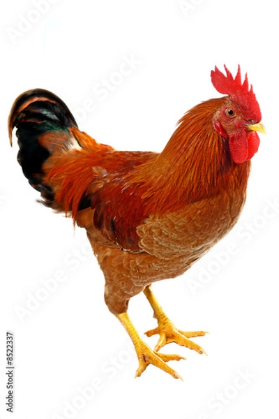 Obraz czerwony kogut