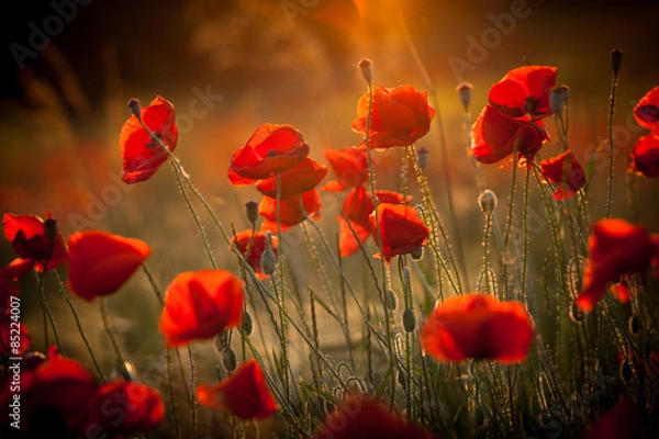 Obraz uzależniona od maków