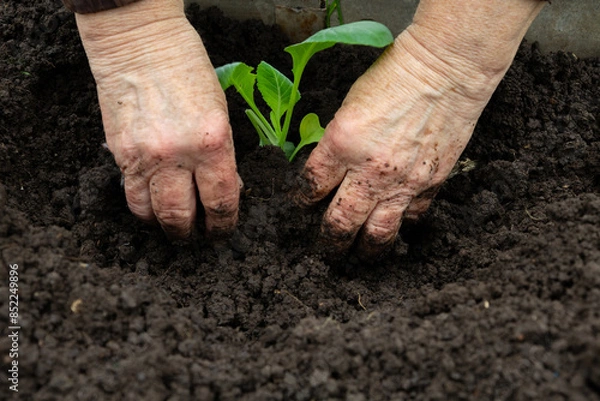 Fototapeta Planting cabbage seedlings in the ground, hands cultivate the soil around the sprout