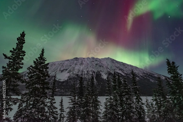 Fototapeta Northern lights aurora seen outside of Whitehorse in Yukon Territory, Canada during winter time with snow covered landscape
