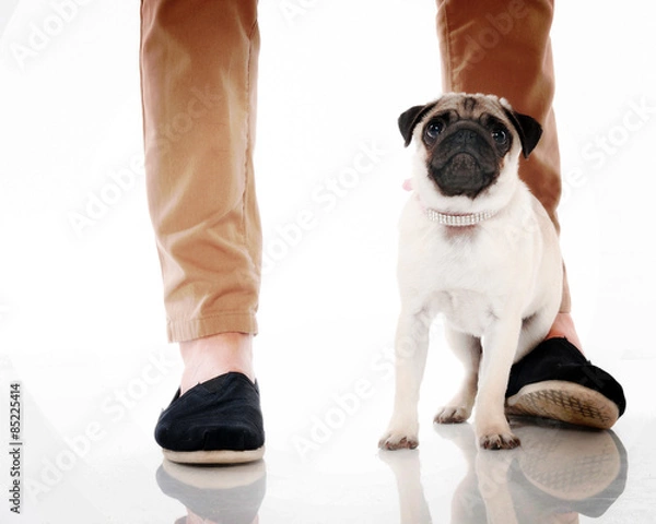 Fototapeta Mops na nogi właściciela
