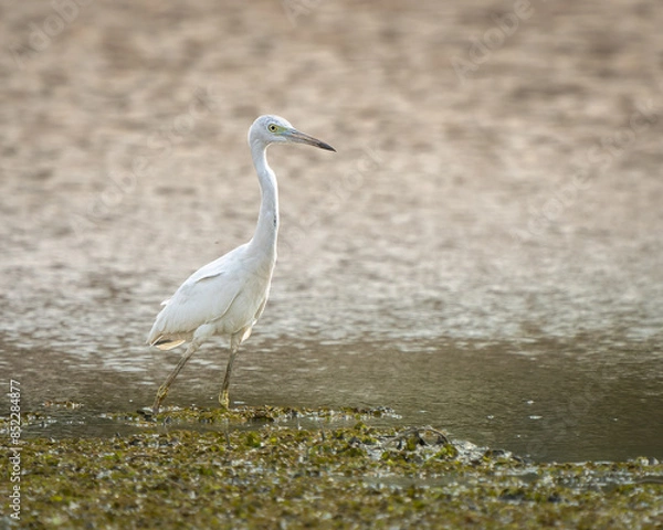Obraz Ardea alba