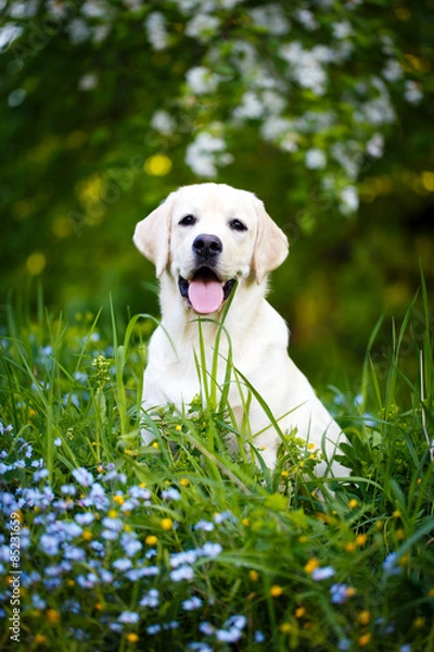 Obraz labrador retriever dog