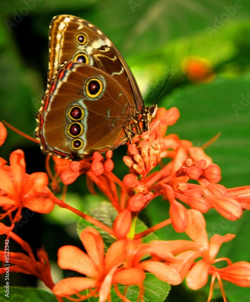 Fototapeta buttefly fly