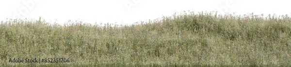 Obraz Wild grass field, flowers and meadow in nature, Tropical forest isolated on transparent background - PNG file, 3D rendering for create and design