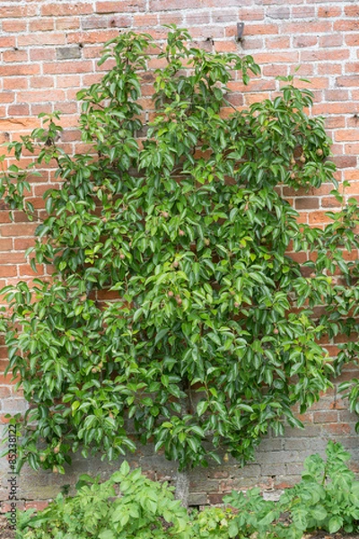 Obraz Spalierobst Birne