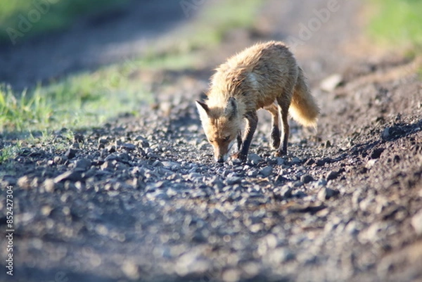 Obraz 体の濡れたキタキツネ