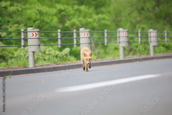 Obraz 道路を歩くキタキツネ