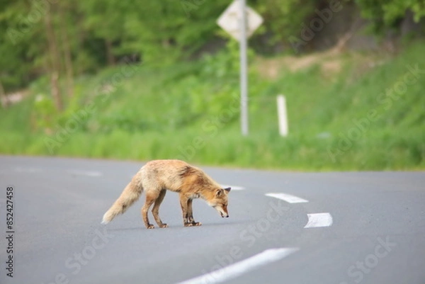 Obraz 道路を歩くキタキツネ