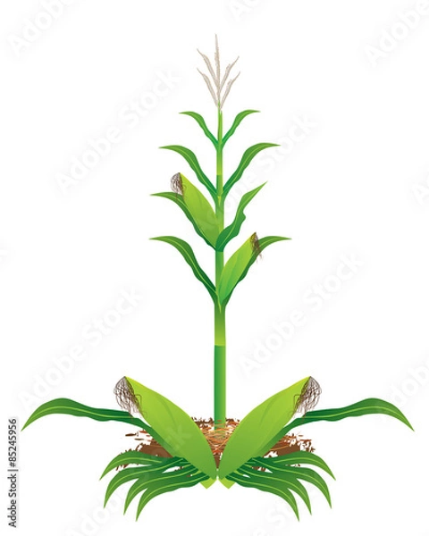 Fototapeta corn plant vector design