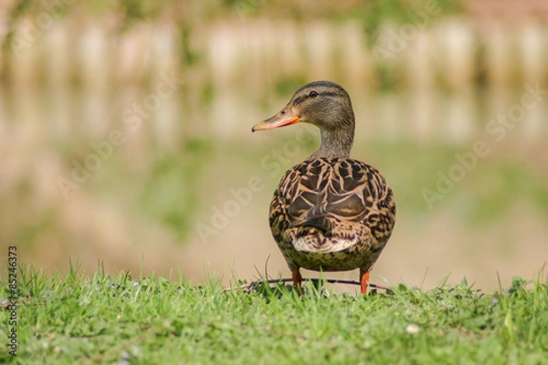 Fototapeta Anatra sul prato
