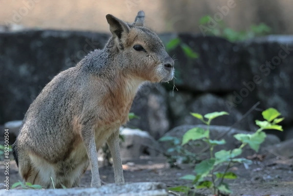 Fototapeta マーラ