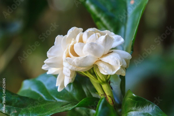 Fototapeta Arabian jasmine (Jasminum sambac) flower on tree
