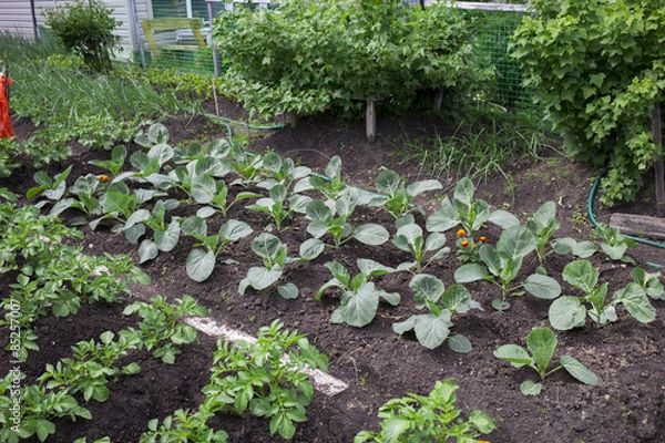 Obraz beds on the white background