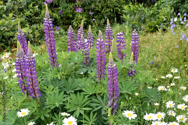 Obraz Lupinus, angustifolius