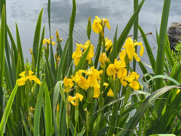 Obraz Iris pseudacorus