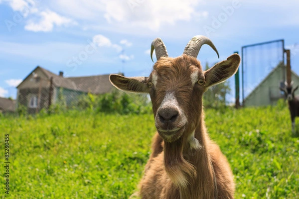Obraz Haired goat on the farm