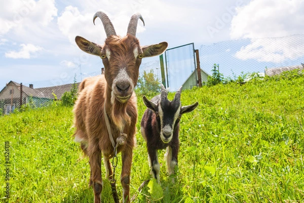 Obraz Haired goat with kid