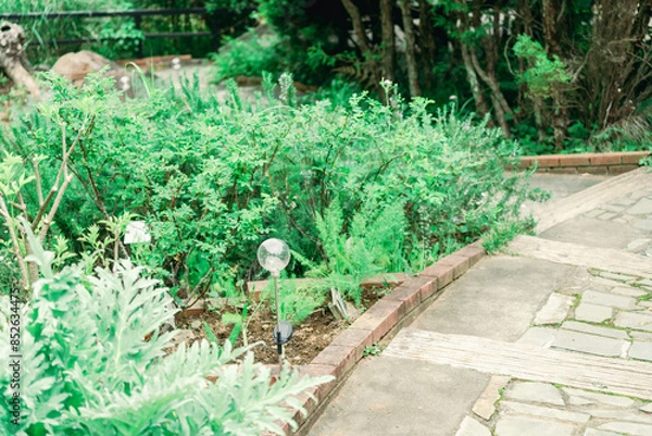 Fototapeta 熱海の公園の美しい花