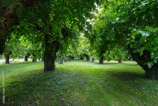 Fototapeta Old Mulberry