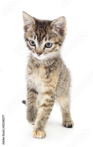 Obraz Kitten on a white background