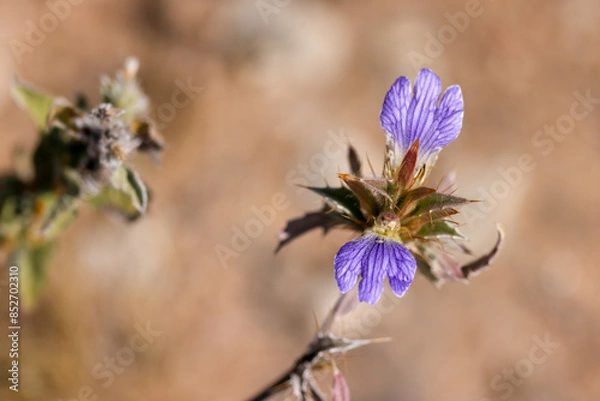Obraz violet Blepharis desert flower