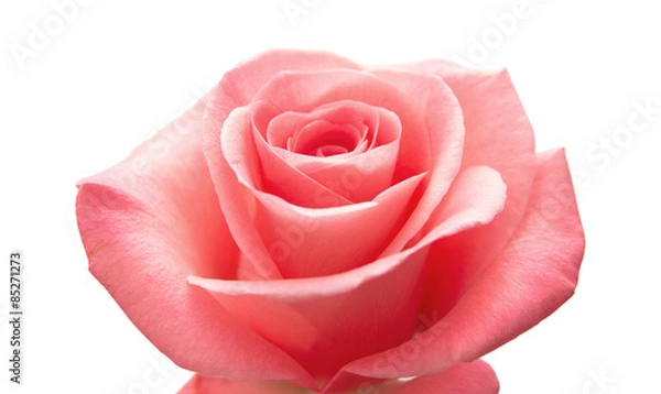 Fototapeta gentle pink rose