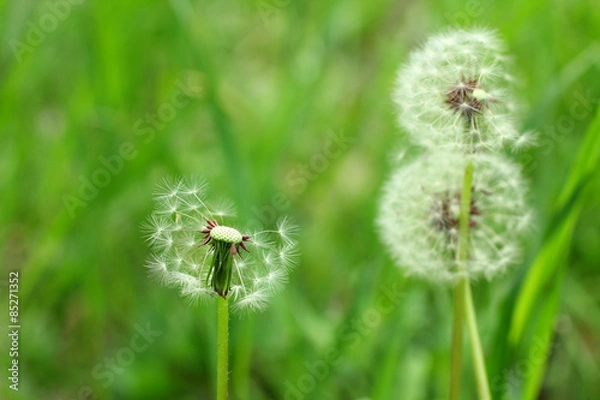 Obraz Dandelions Outdoors