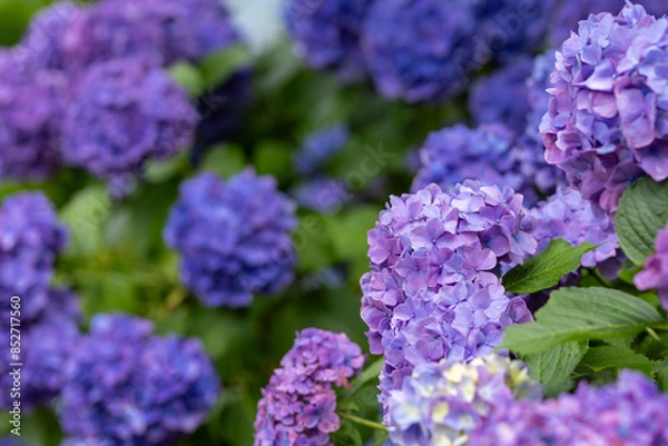 Fototapeta あじさい