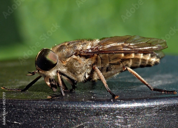 Fototapeta Männliche Bremse (Tabanus bromius)_04