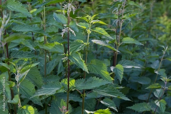 Fototapeta Nettle in forest