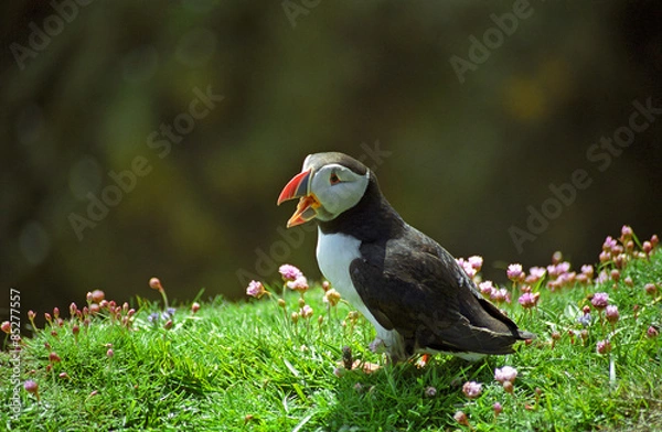 Fototapeta Atlantic puffin, Shetland