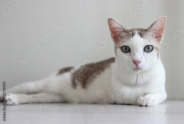 Obraz The cat lay on the floor in white living room