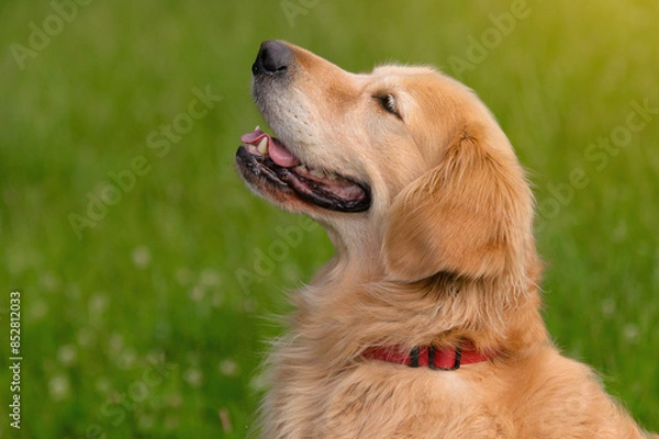 Obraz Golden Retriever with Red Collar in Field